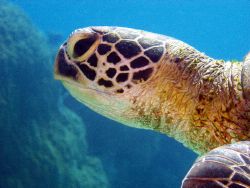 Green turtle, Grear barrier reef, c 5060 by Joshua Miles 